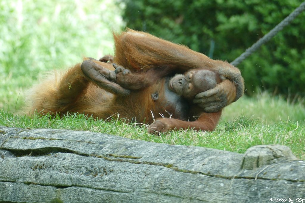 Sumatra-Orang-Utan