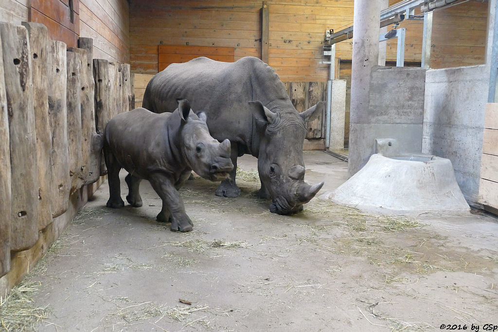 Breitmaulnashorn YETI mit Sohn TAYU, geb. am 5.9.15