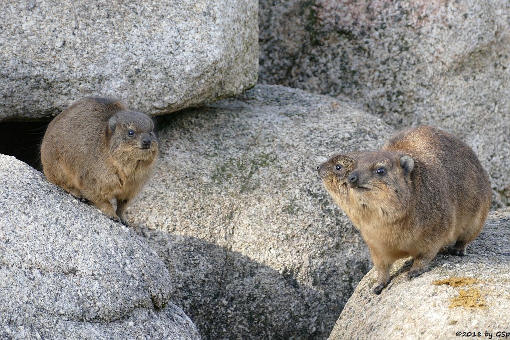 Klippschliefer (Kap-Klippschliefer)