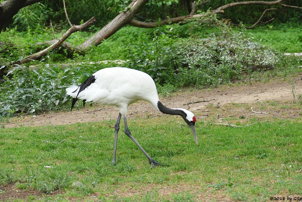 Mandschurenkranich (Rotkronenkranich, Japankranich)