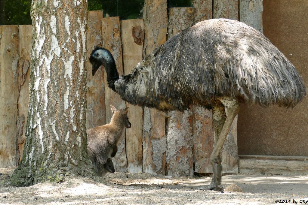 Rotnackenwallaby (Bennettkänguru), Emu (Großer Emu)