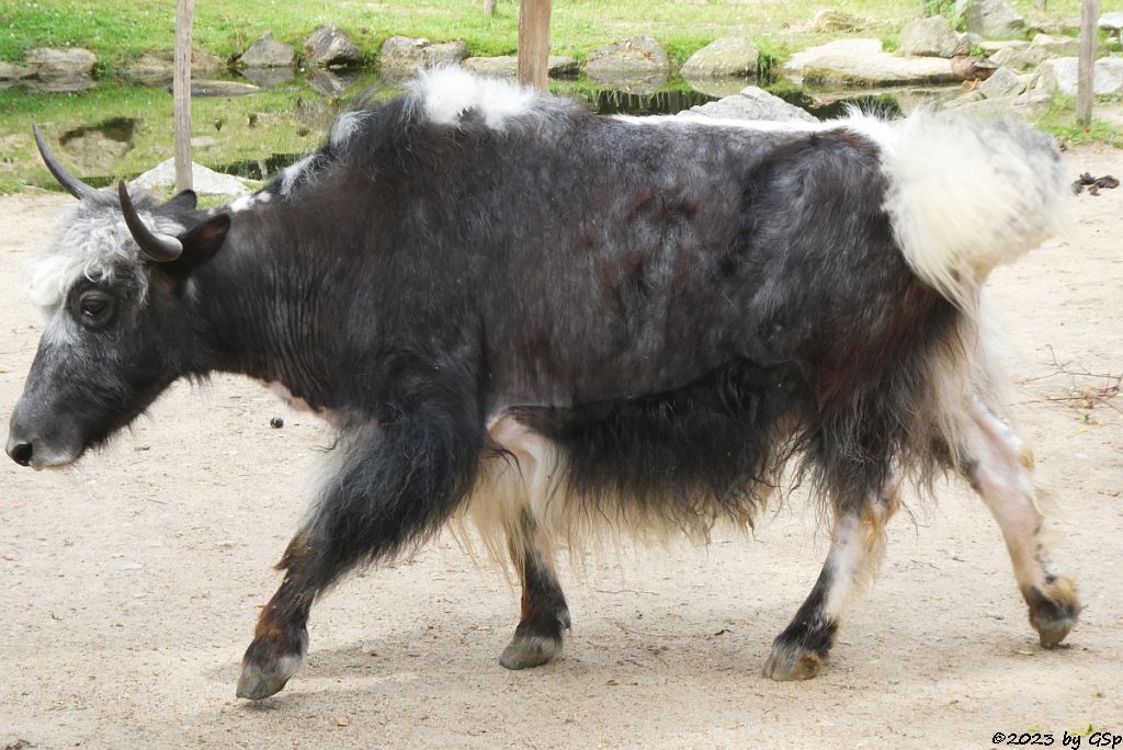 Hausyak