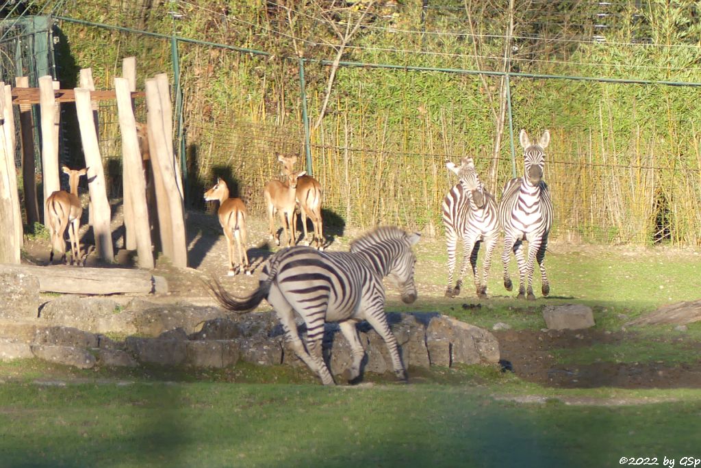 Böhm-Steppenzebra (Grant-Zebra), Impala (Schwarzfersenantilope