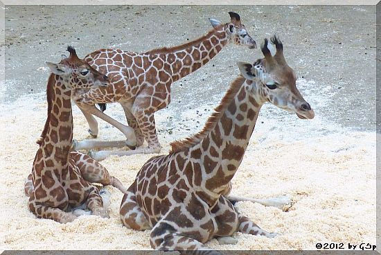Rothschild-Giraffe LARA, MELMAN und KALOU