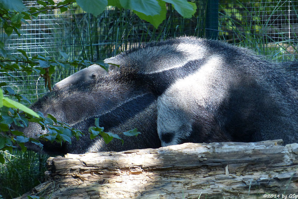 Großer Ameisenbär, Jungtier geb. am 3.3.14