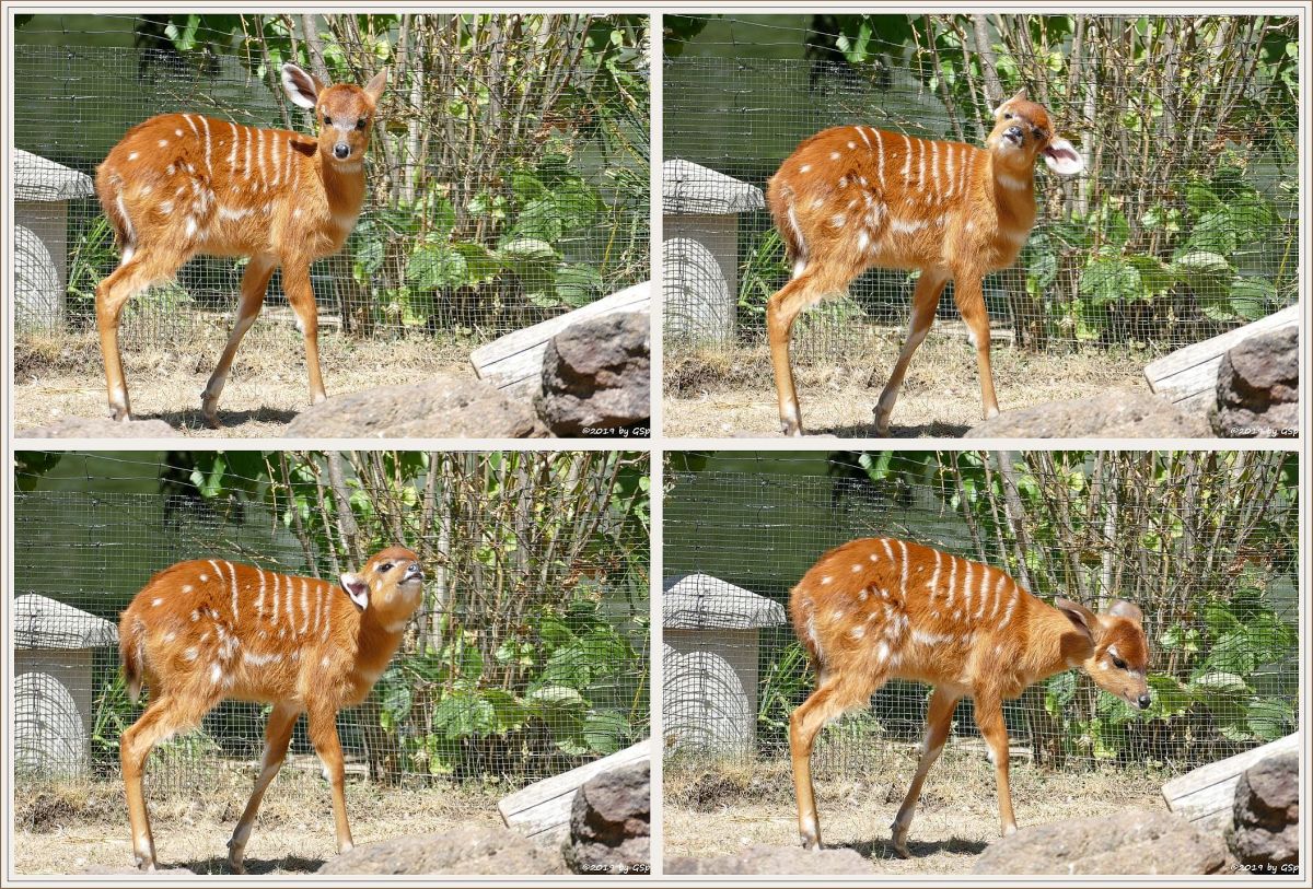 Westliche Sitatunga, Jungtier geb. 16.05.19