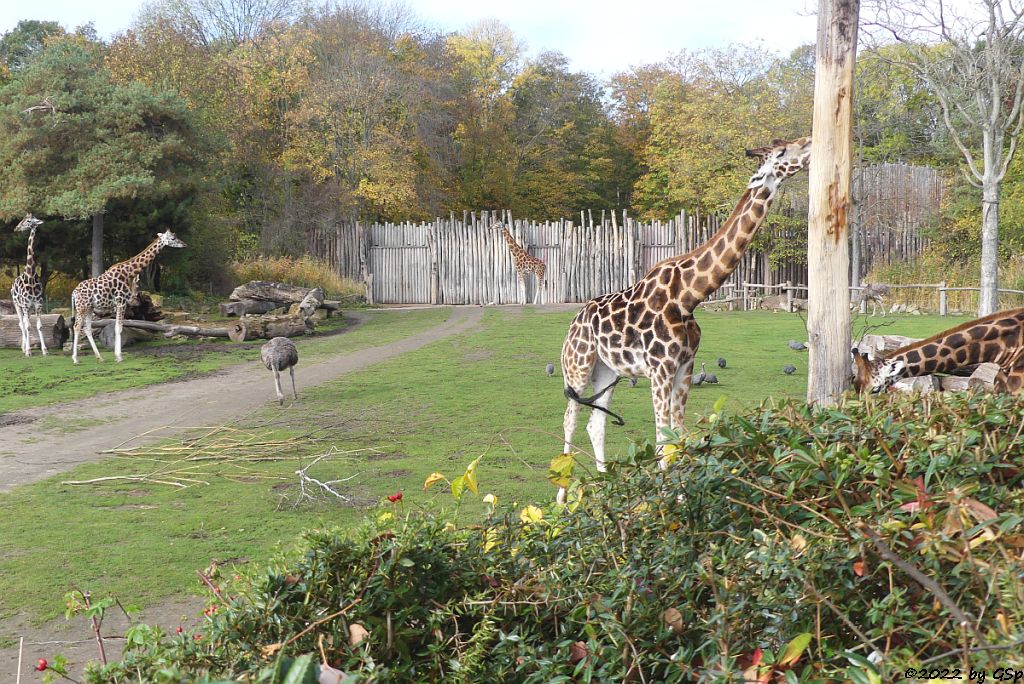 Rothschildgiraffe (Uganda-Giraffe, Baringo-Giraffe), Südafrikanischer Blauhalsstrauß (Südstrauß)