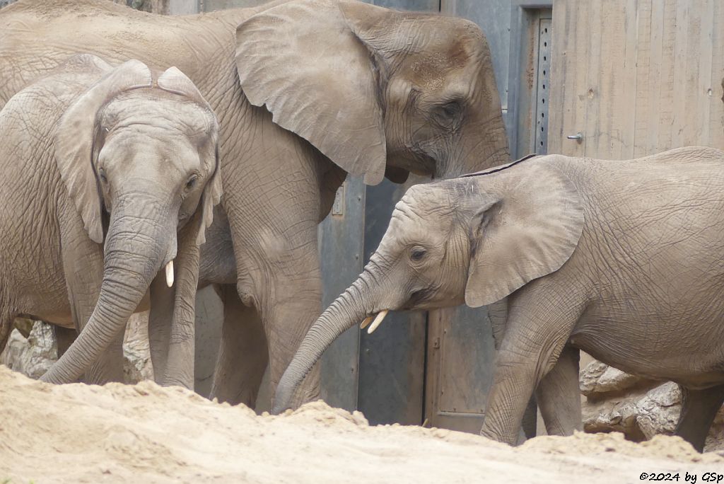 Elefanten Zoo Halle: TAMIKA, TANA, ELANI