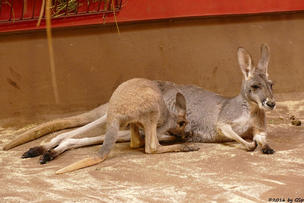 Rotes Riesenkänguru, Jungtier geb. Febr.2015