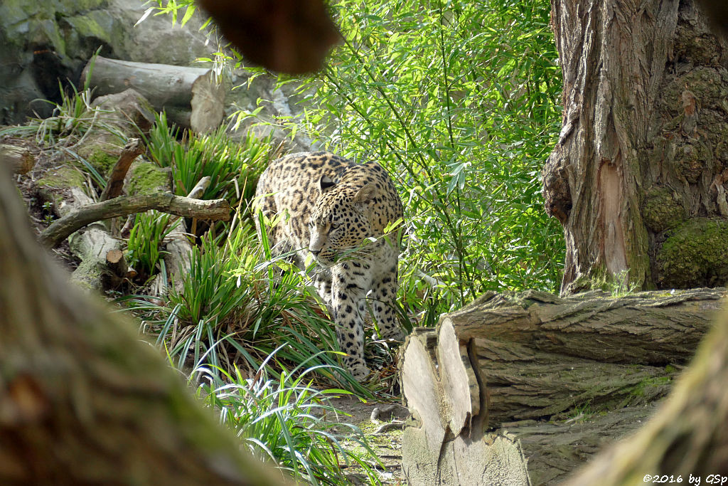 Nordpersischer Leopard (Afghanischer Leopard)