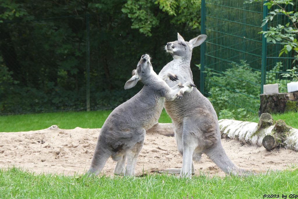 Rotes Riesenkänguru