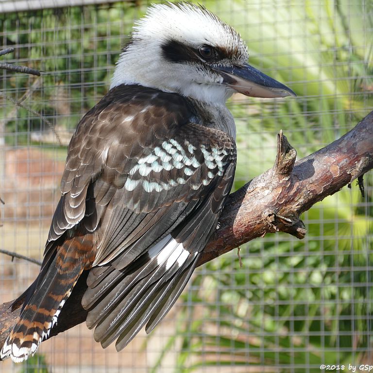 Jägerliest (Lachender Hans, Kookaburra)