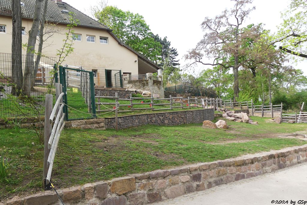 Zoo Halle: Krainer Steinschaf (Bovec-Schaf)