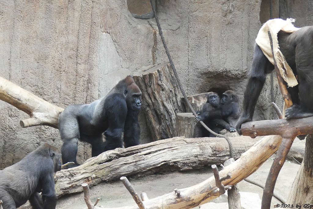 Westlicher Flachlandgorilla