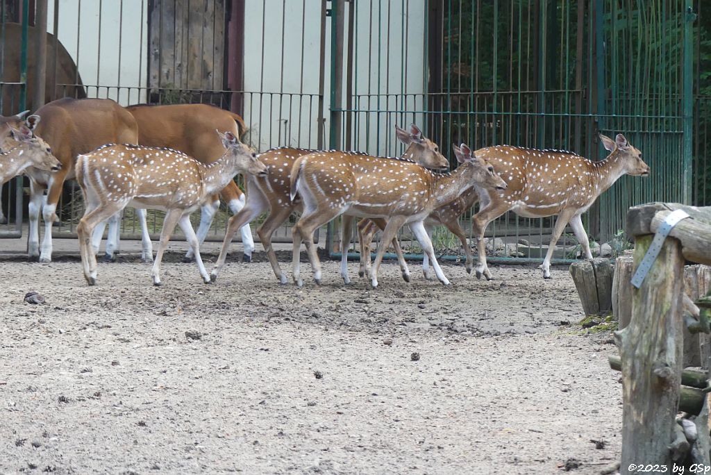 Axishirsch, Java-Banteng
