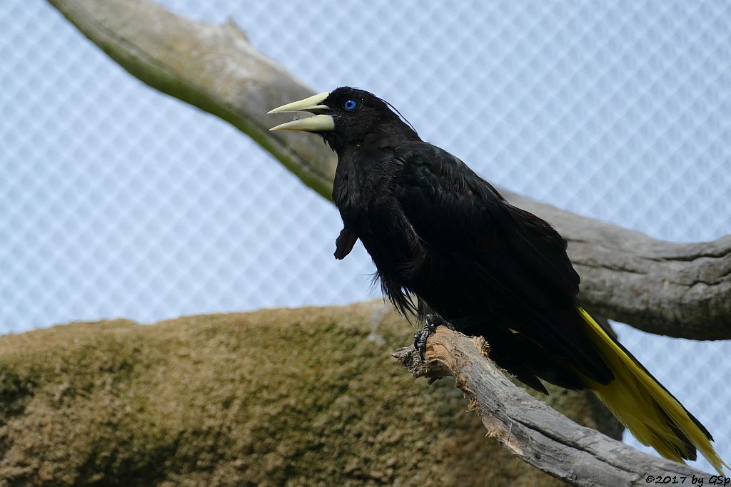 Krähenstirnvogel (Schwarzhaubenstärling)