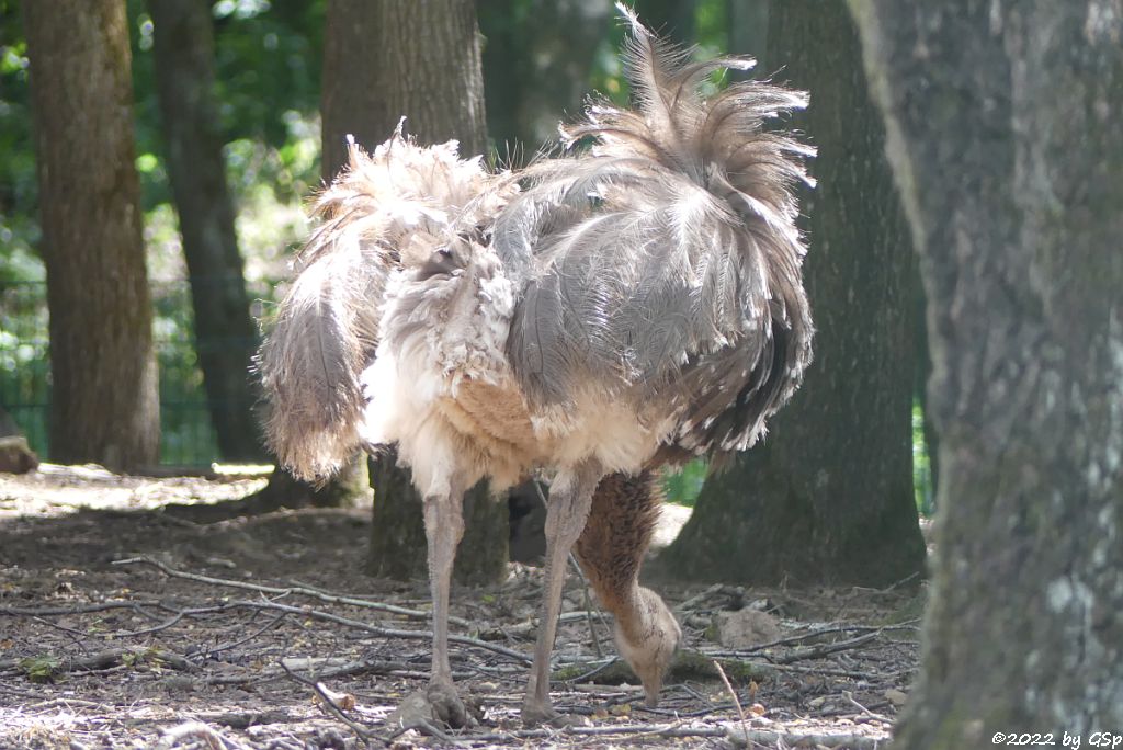 Darwinnandu (Kleiner Nandu, Darwinstrauß)