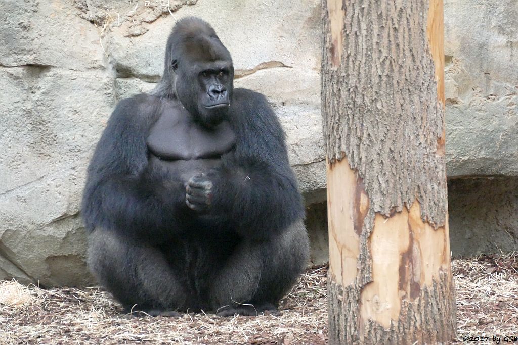 Flachlandgorilla VIATU