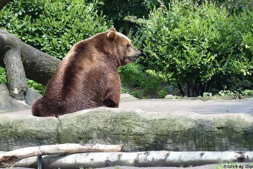 Kamtschatkabär LEONID