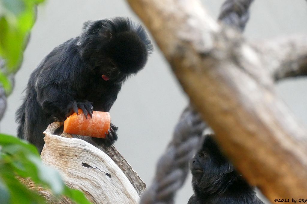 Springtamarin