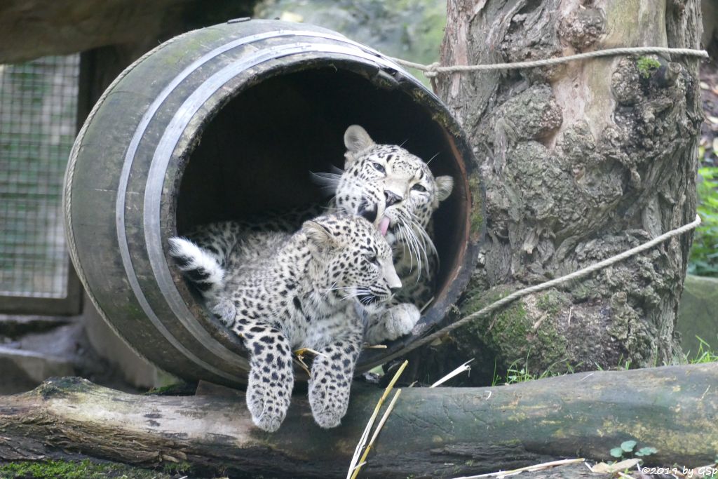 Nordpersischer Leopard (Afghanischer Leopard), Jungtier geb. am 3.4.19