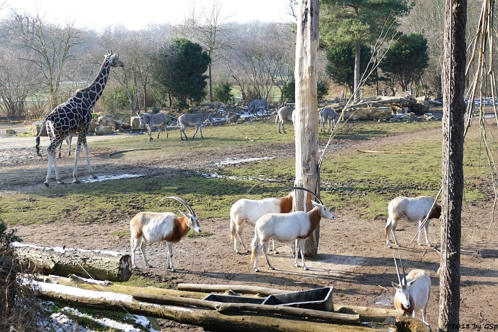 Säbelantilope, Rothschildgiraffe (Uganda-Giraffe, Baringo-Giraffe), Grévy-Zebra