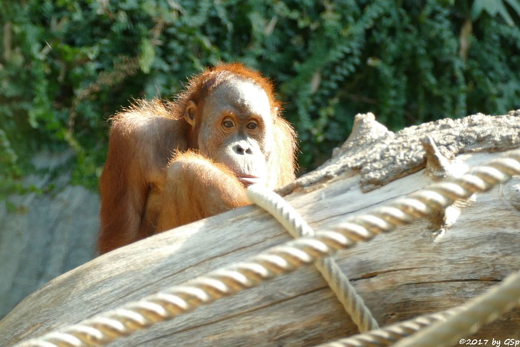 Sumatra-Orang-Utan BATAK, seit 8.8.17 in Hamburg