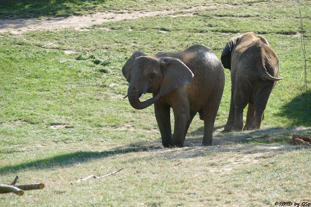 KARIBA, LILAK