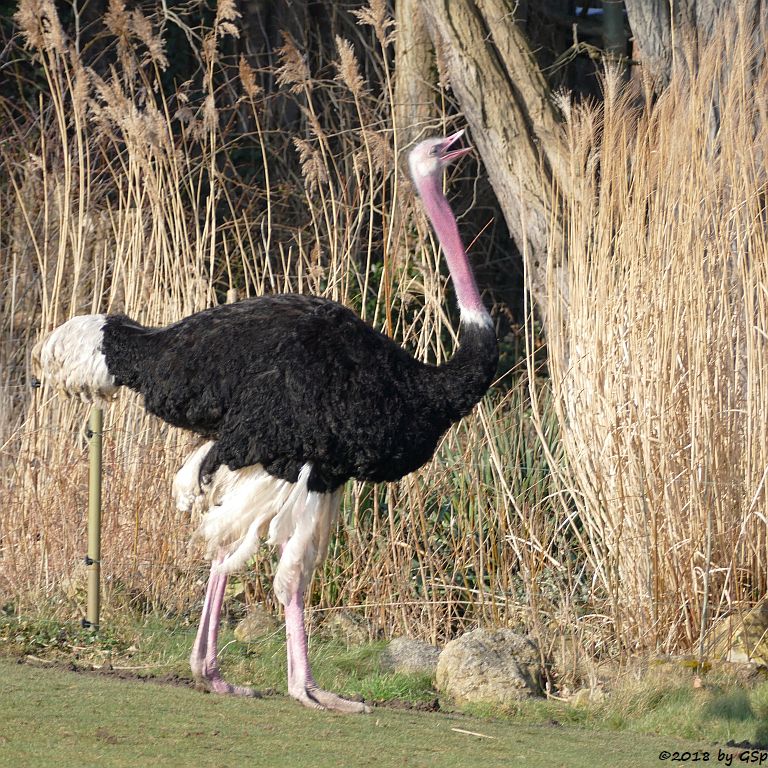 Nordafrikanischer Strauß (Nordafrikanischer Rothalsstrauß)