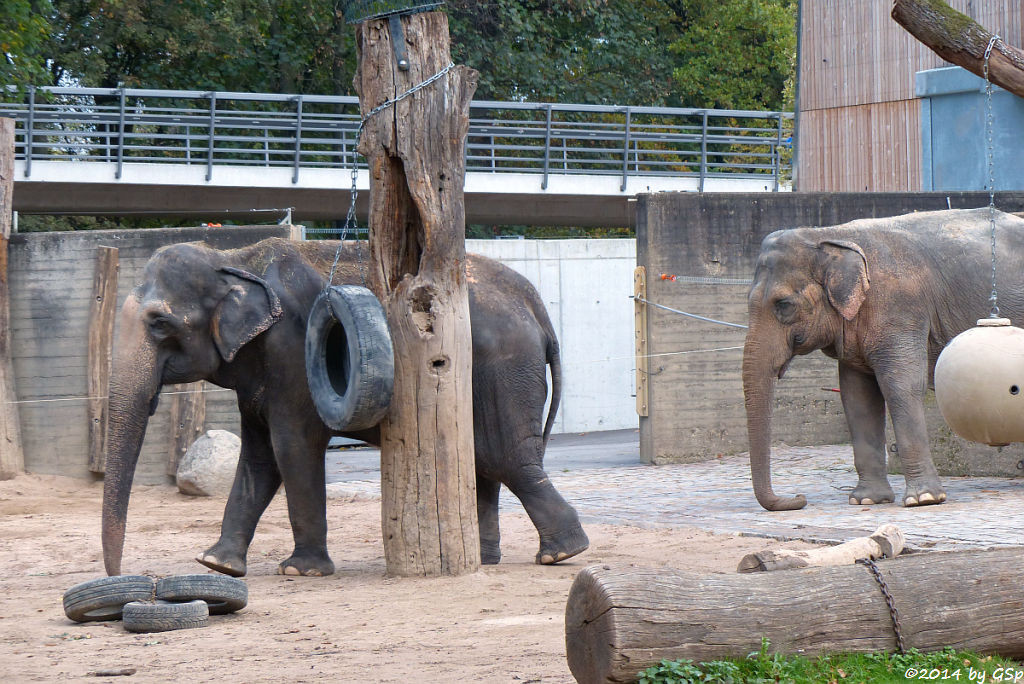 Asiatischer Elefant RANI und SHANTI