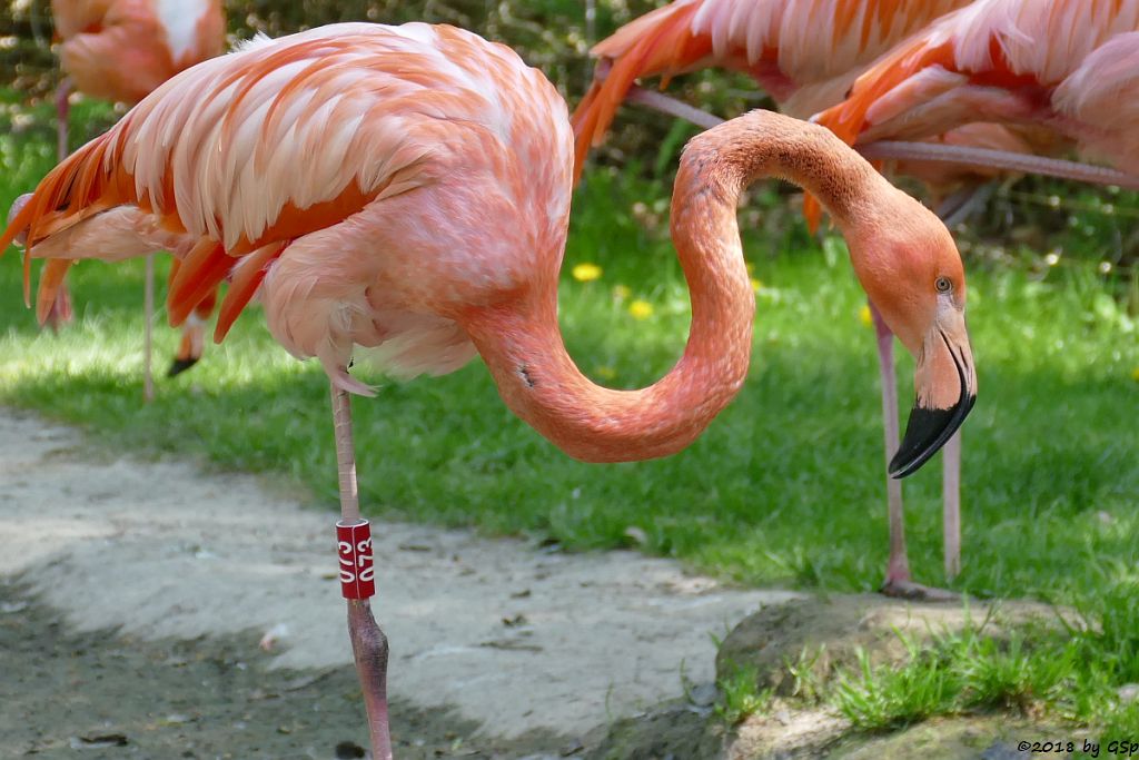 Kubaflamingo (Karibischer Flamingo, Roter Flamingo)