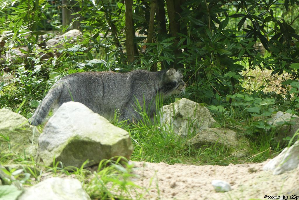 Mongolischer Manul (Sibirischer Manul)