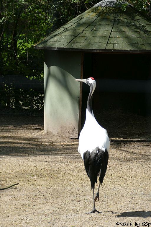 Mandschurenkranich