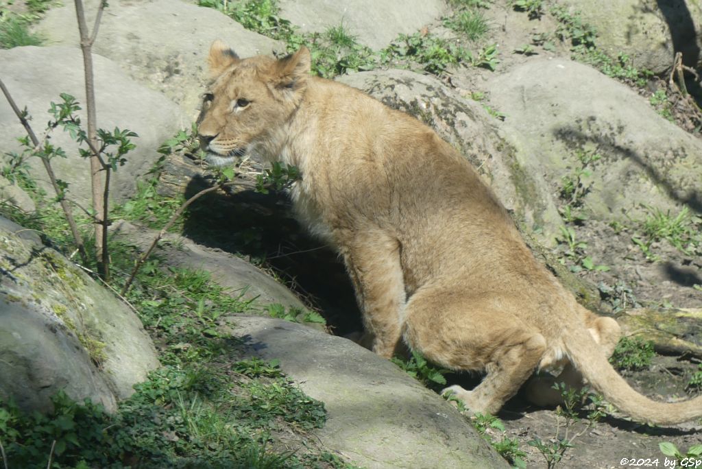 Kalahari-Löwe (Etoscha-Löwe, Wüstenlöwe)