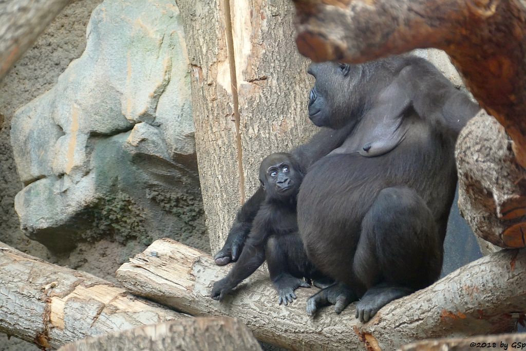 Flachlandgorilla DIAN mit XETSA