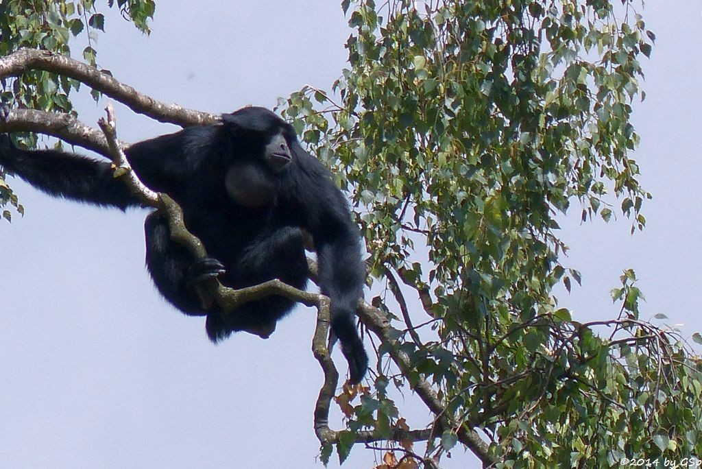 Siamang