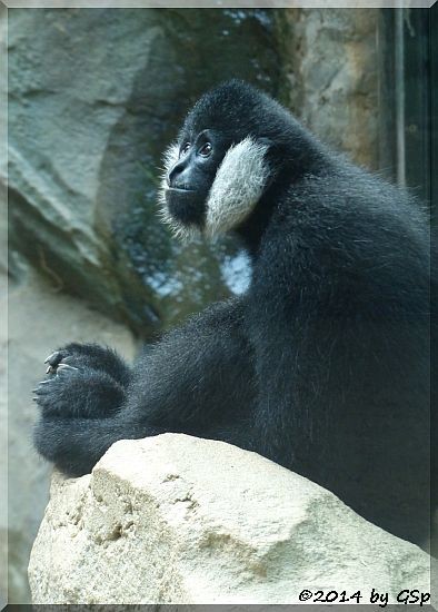 Weißwangengibbon