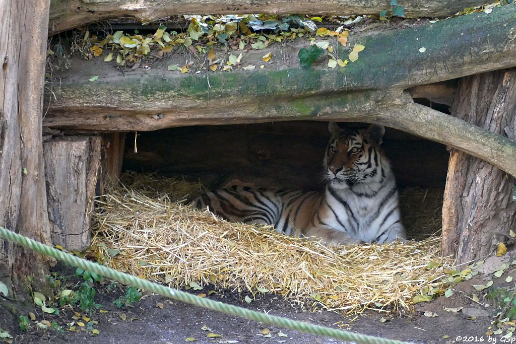 Sibirische Tigerin HANYA