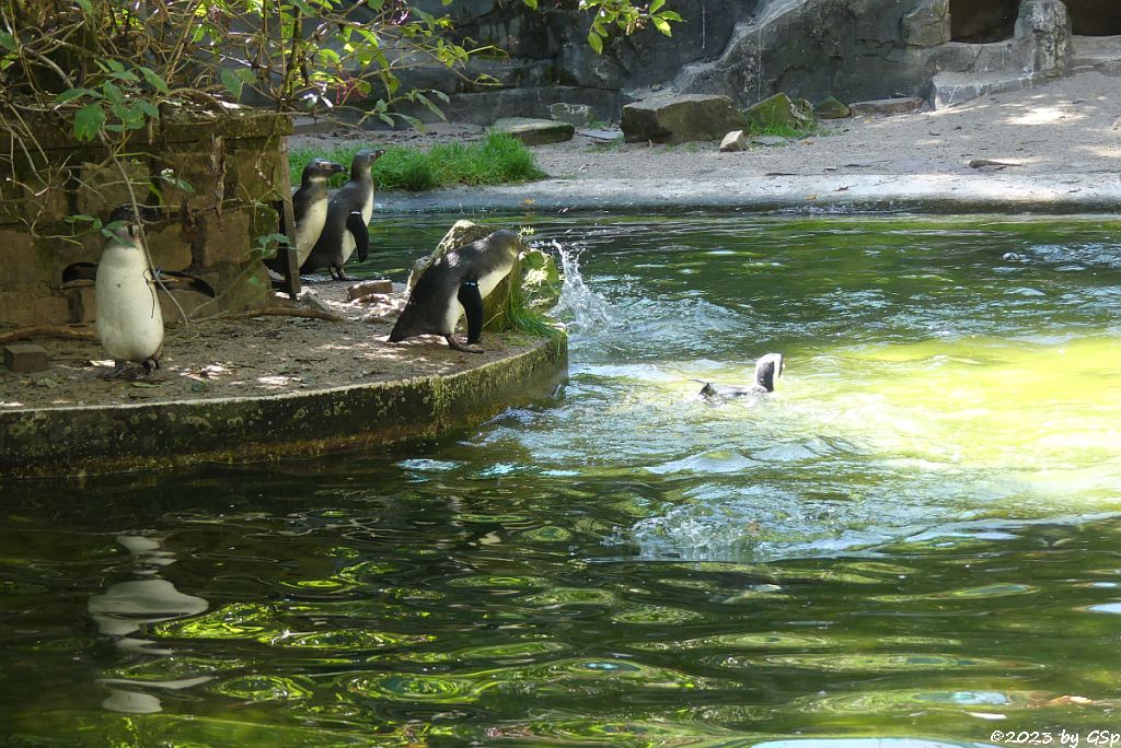 Brillenpinguin