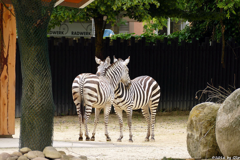 Böhm-Steppenzebra (Grant-Zebra)