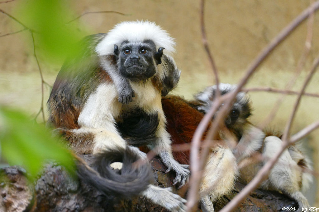 Lisztäffchen (Lisztaffe, Pinchéaffe), Jungtiere geb. am 10.04.17 (6 1/2 Wochen)