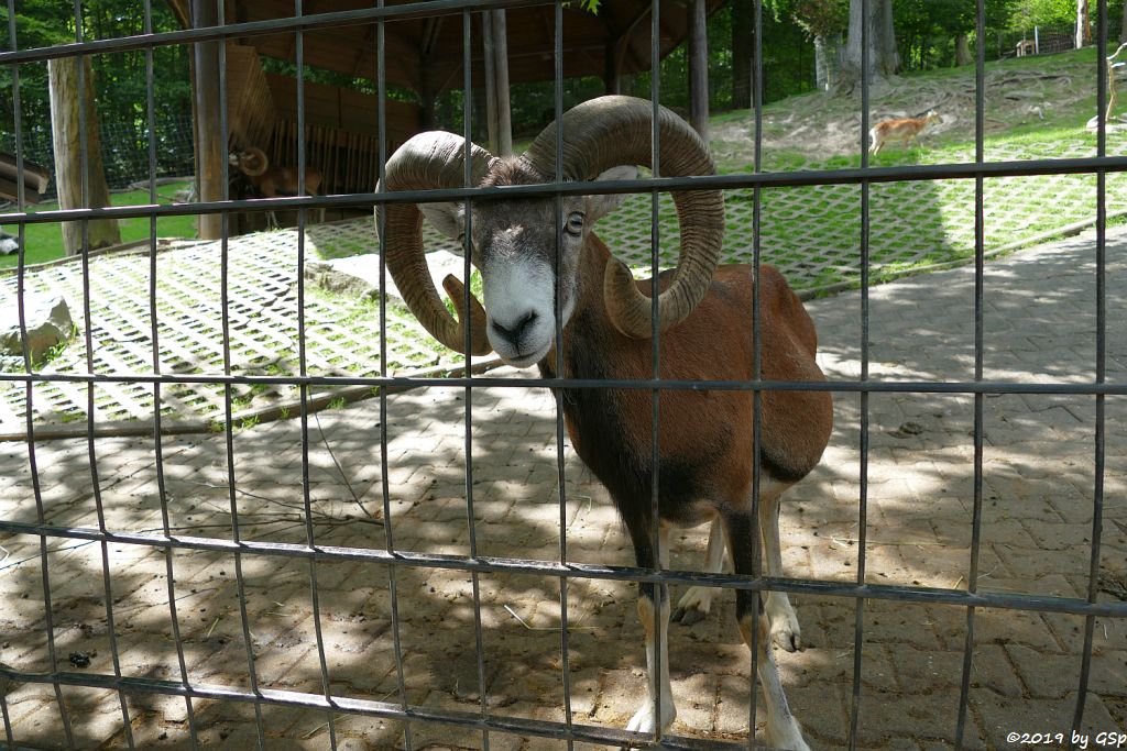 Europäischer Mufflon (Tyrrhenischer Mufflon, Europäisches Wildschaf)