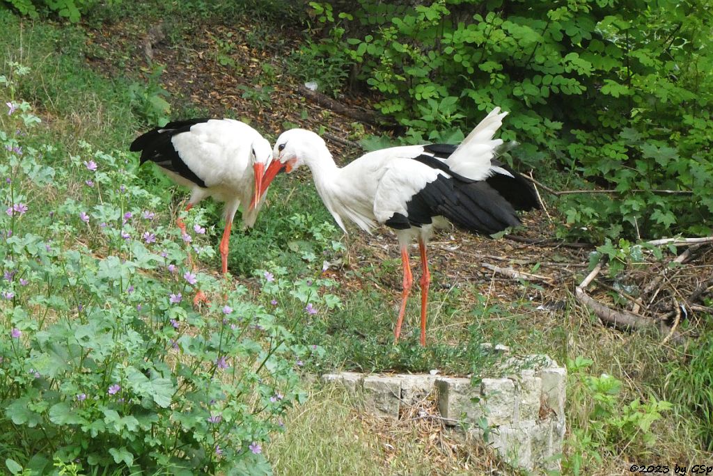 Weißstorch