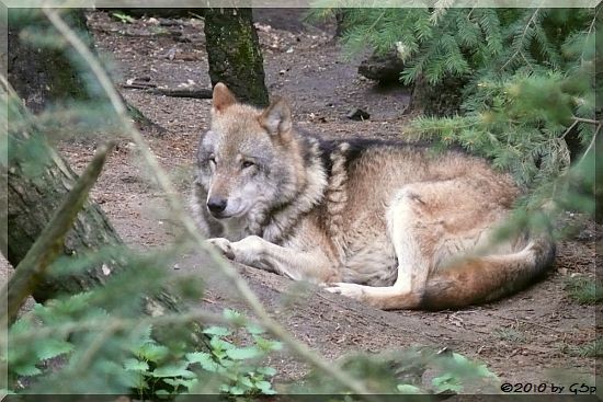 Europäischer Wolf