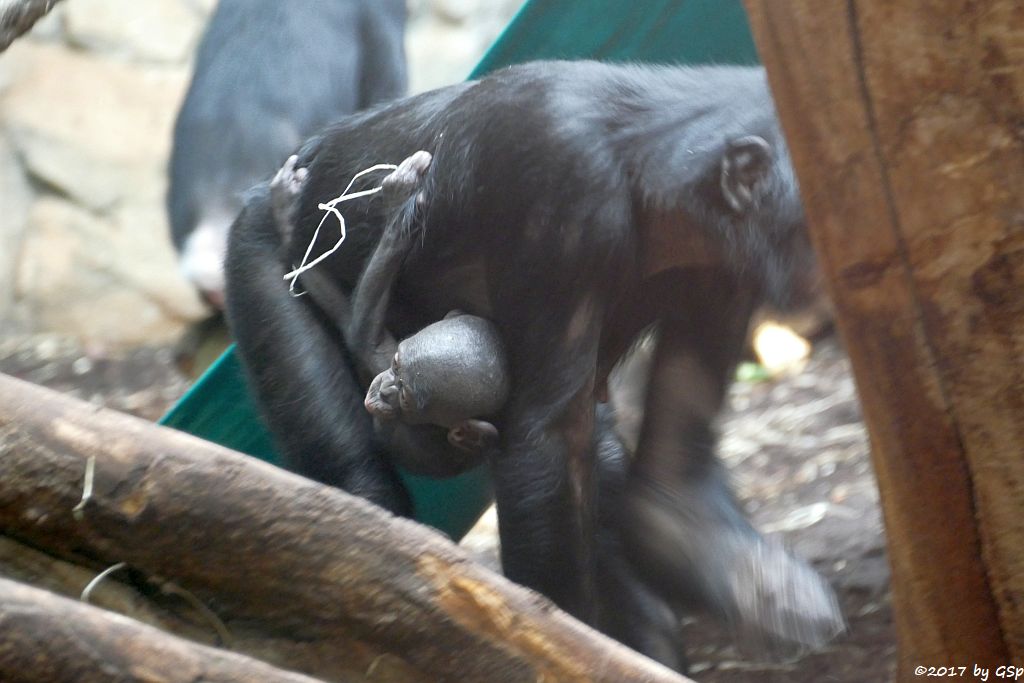 Bonobo (Zwergschimpanse)