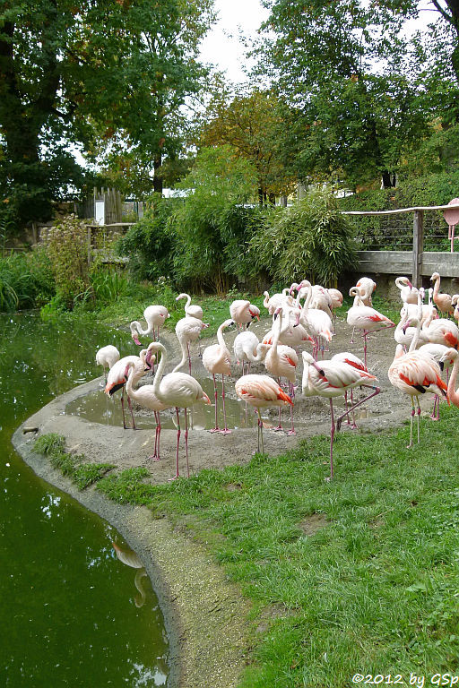 Chileflamingo, Rosaflamingo