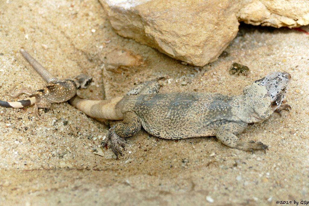 Chuckwalla