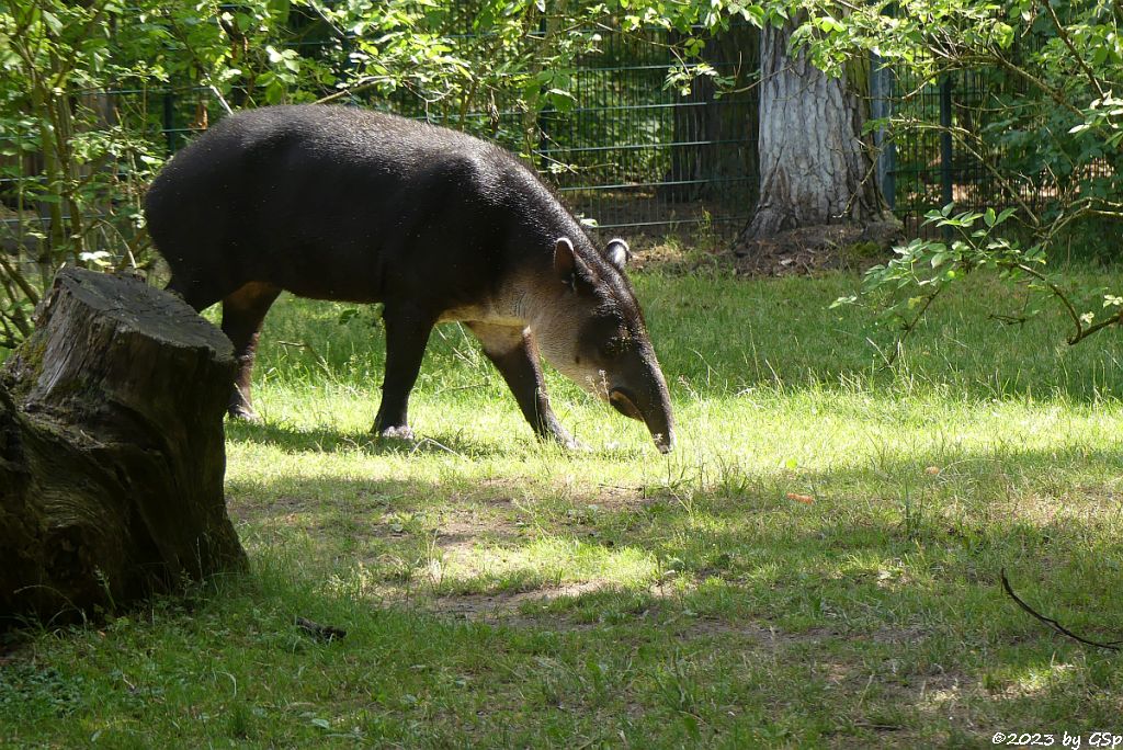 Mittelamerikanischer Tapir (Bairds Tapir)