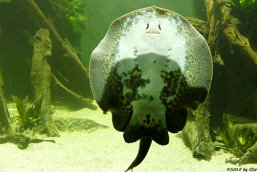 Genetzter Süßwasser-Stechrochen (Potamotrygon reticulatus)