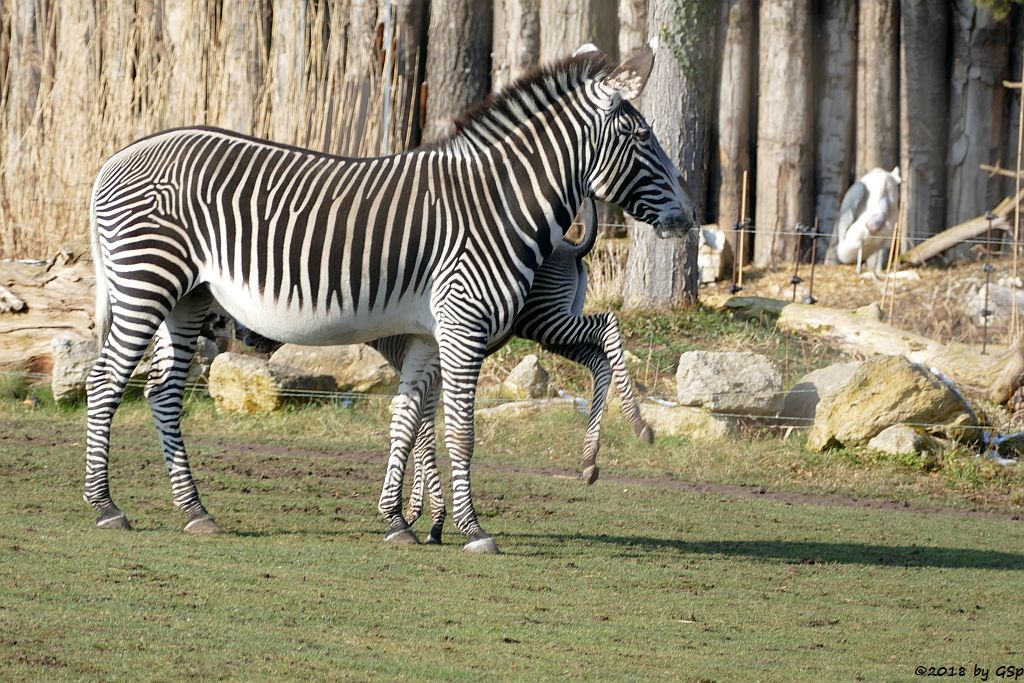 Grévy-Zebra, Afrikanischer Marabu